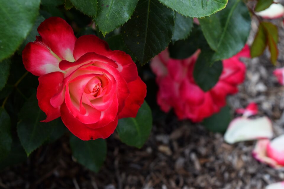 Red flower