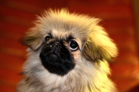 Cute portrait furry