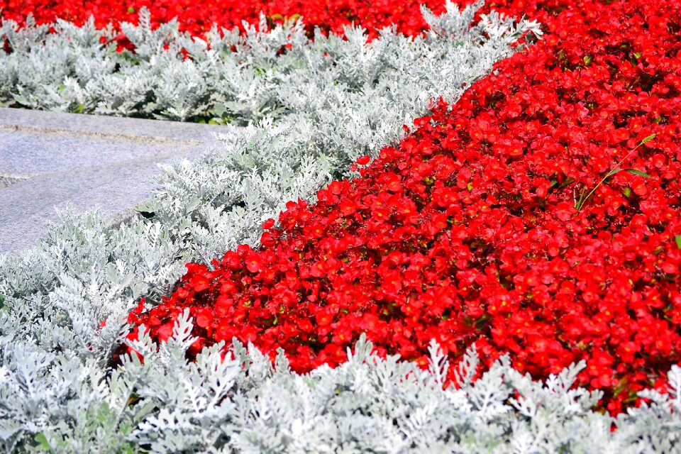 Nature bloom petals