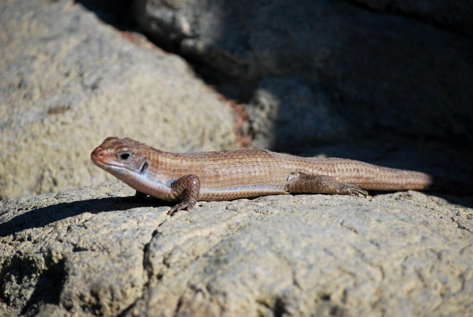 Skink reptile