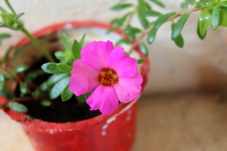 Spring flowers plant