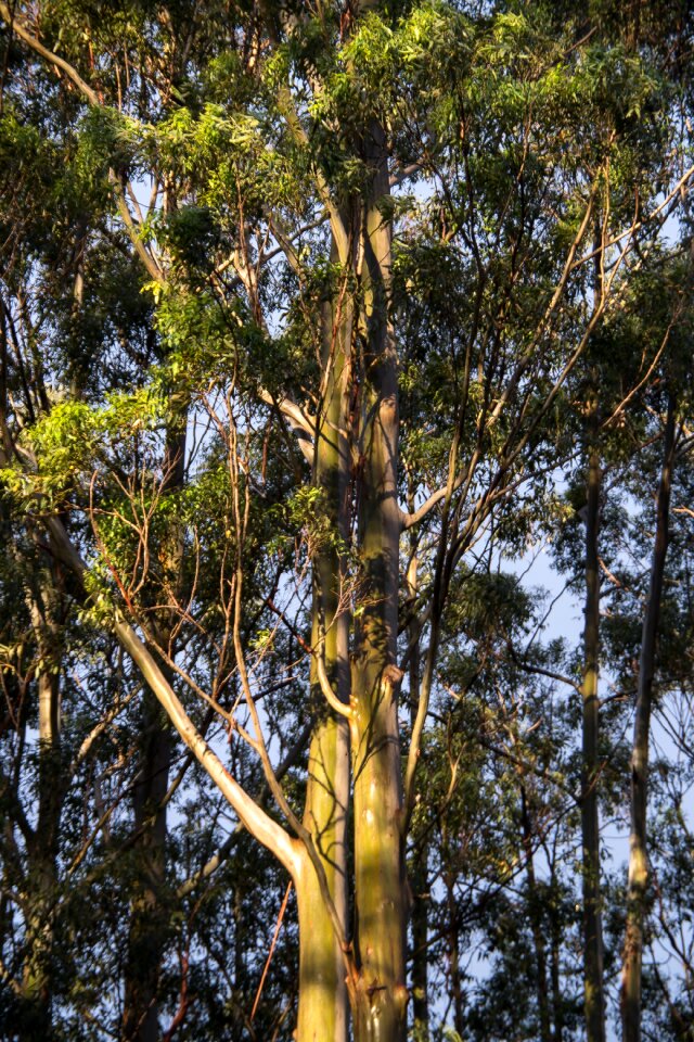 Native subtropical rain forest
