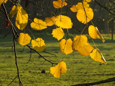 Light nature gold
