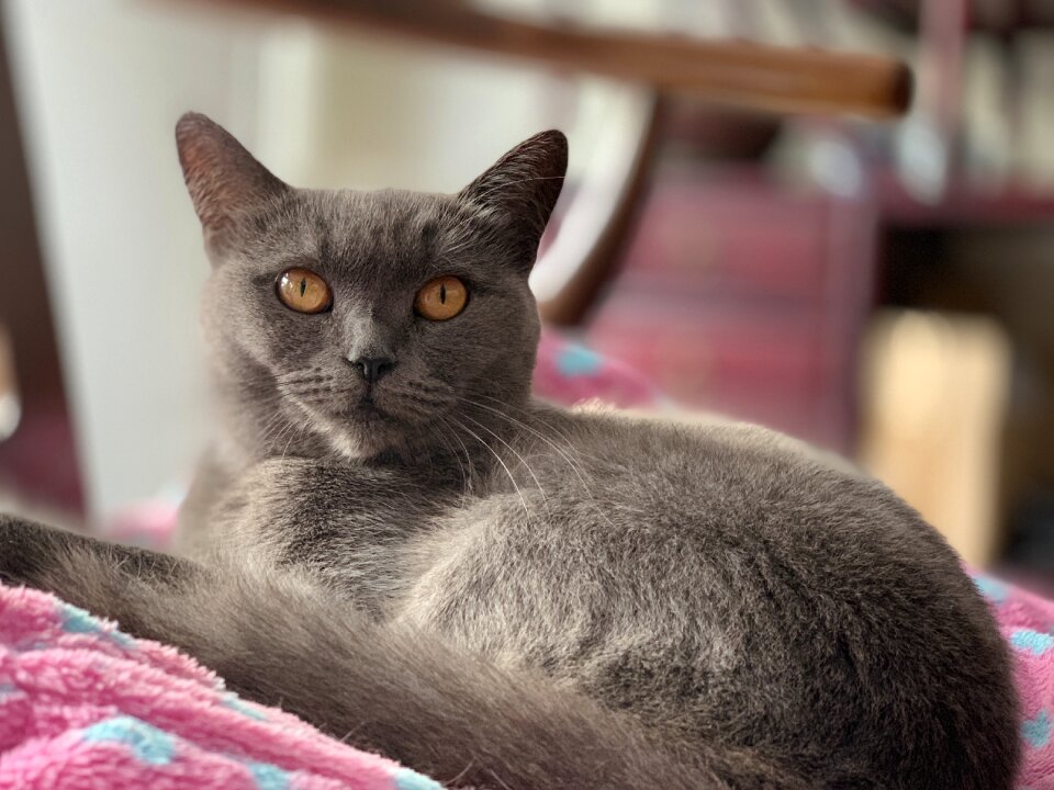 Black cat the eye pets