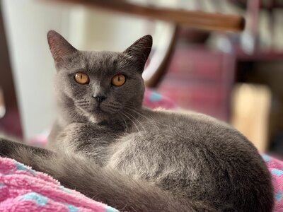 Black cat the eye pets