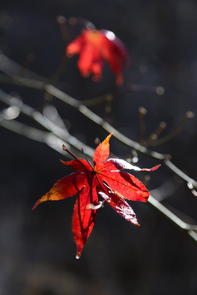 Autumn nature leaves