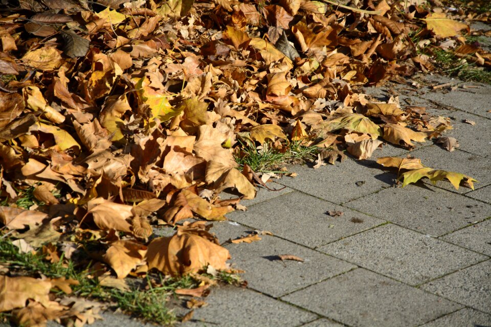 Fall foliage fall leaves fall color