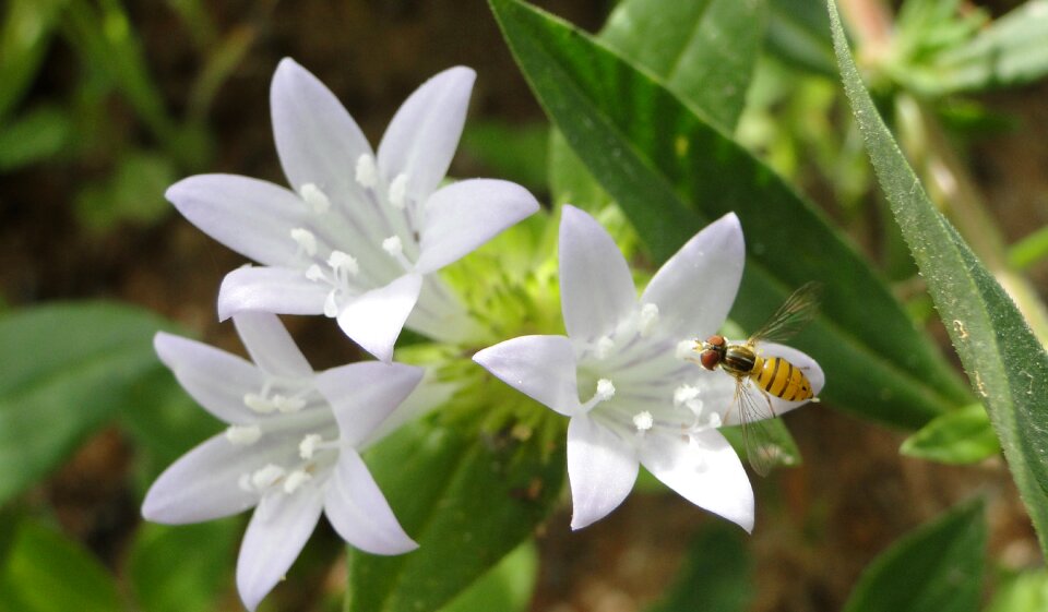 Nature flower summer photo