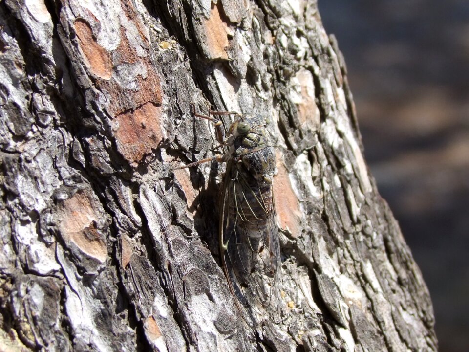 Insect tree close up