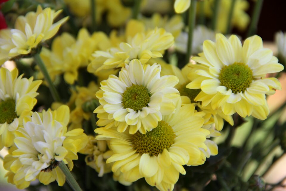 Chrysanthemum flower yellow