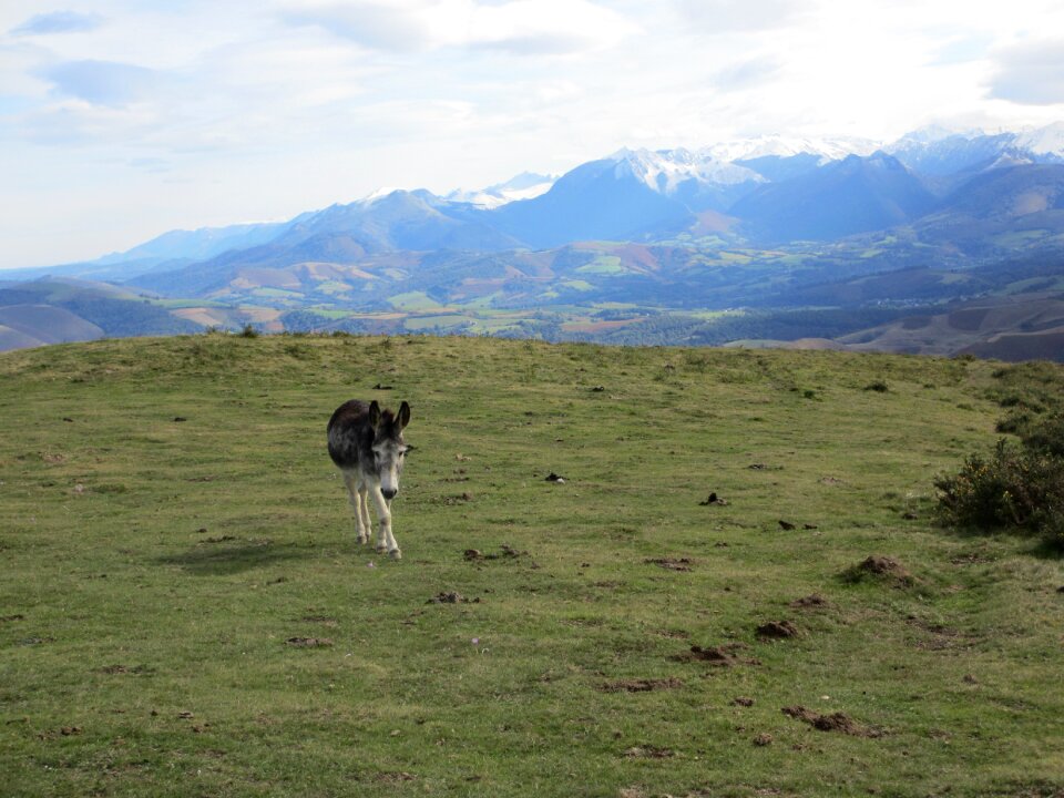 Prairie pyrénées mountain