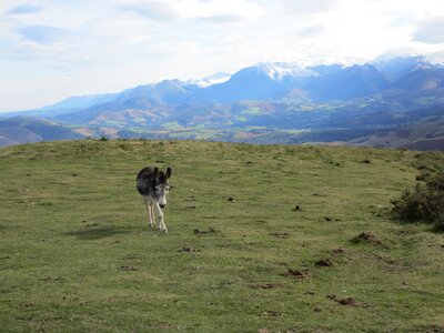 Prairie pyrénées mountain