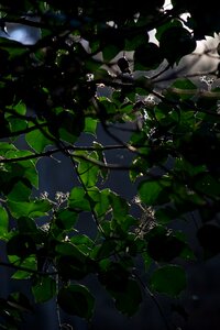 Light landscape forest