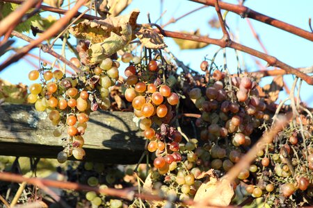 Grapevine autumn raisins