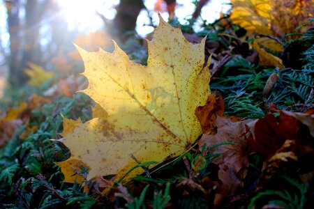 Plant leaves colourful