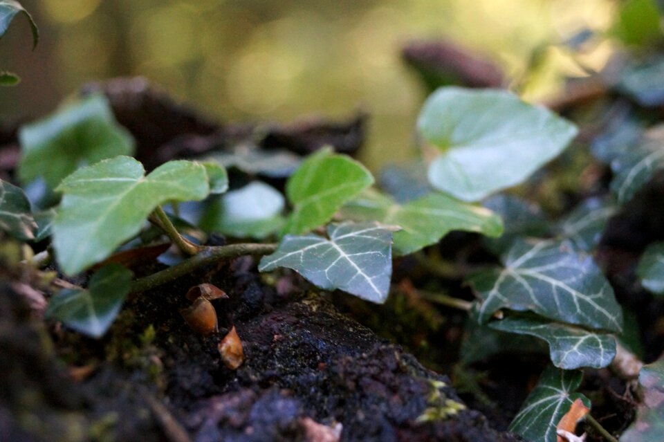 Plant tribe wood