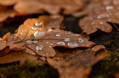 Autumn rain macro photo