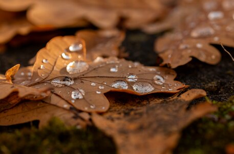Autumn rain macro