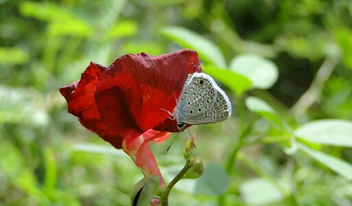 Nature summer plant