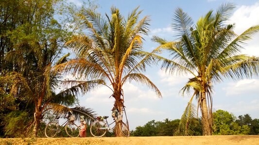 Cambodia island palm trees