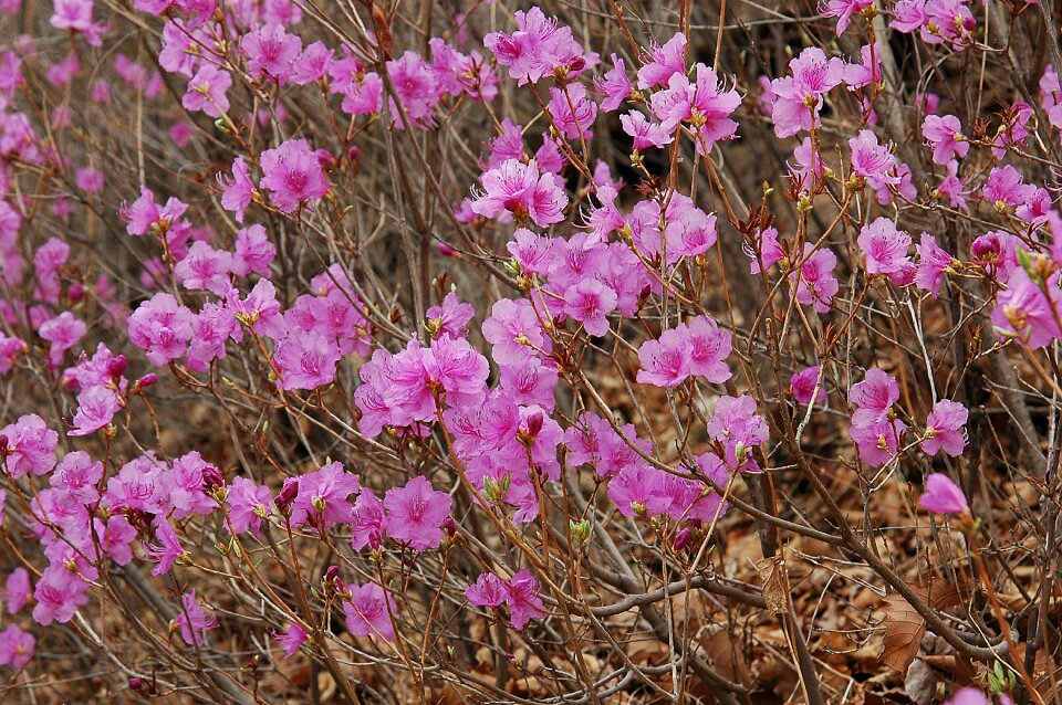 Grass plant valley