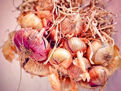 Kitchen onion gartenzwiebel house onion