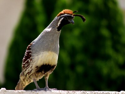 Nature wildlife