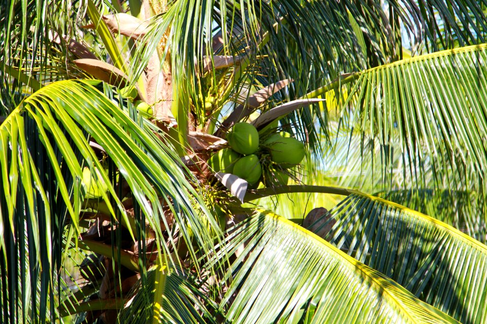 Forest tropical green