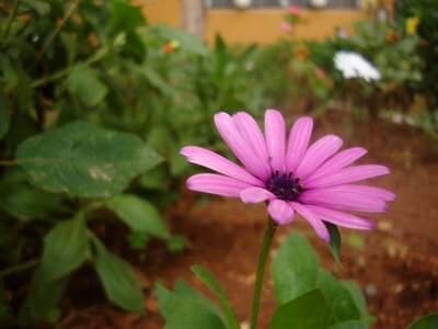 Garden nature summer