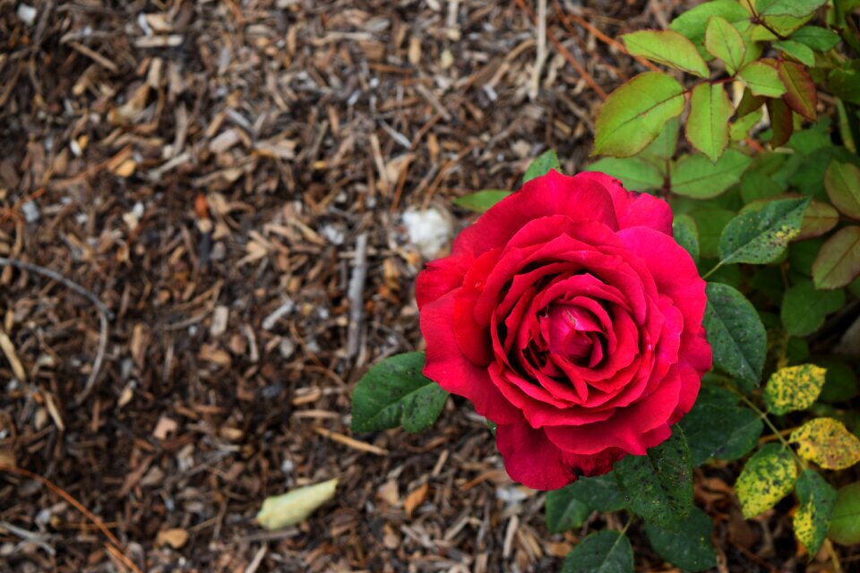 Flower love romance