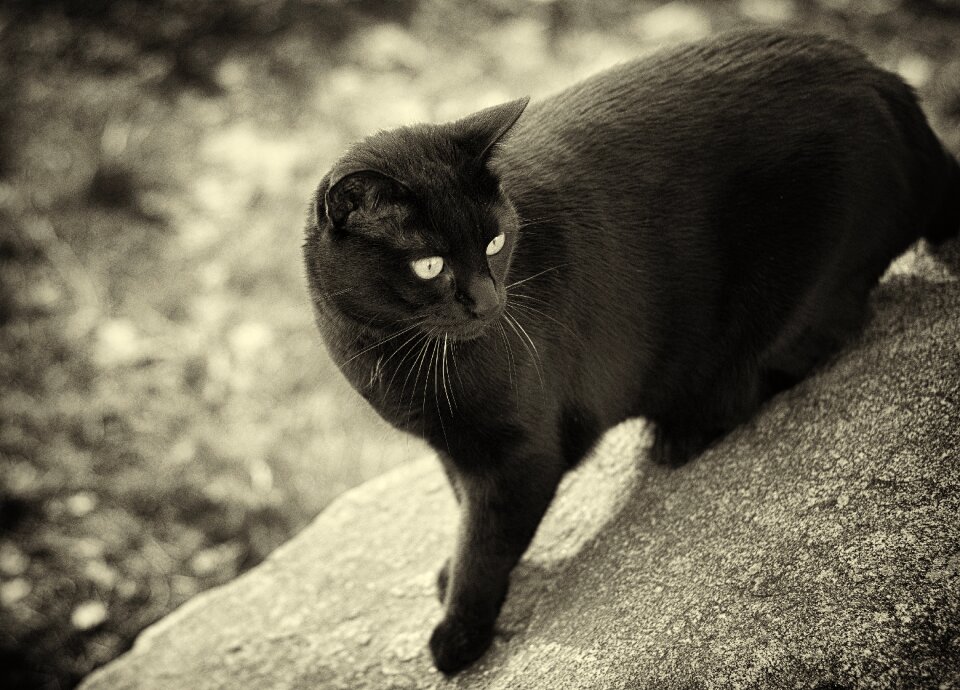 Black and white view nature