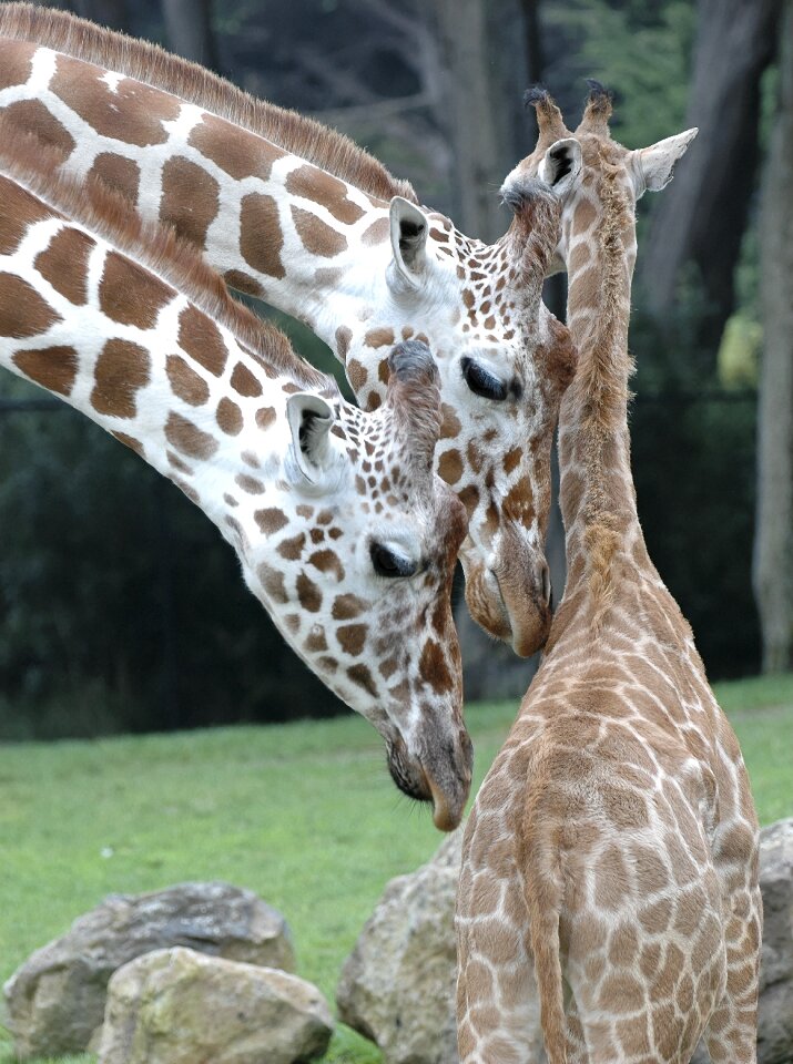 Mammal nature wild