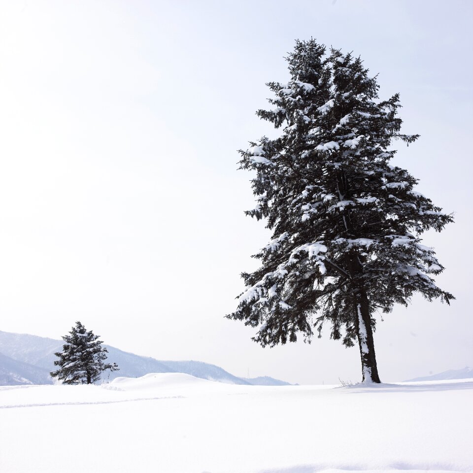 Winter nature pure white