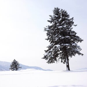 Winter nature pure white