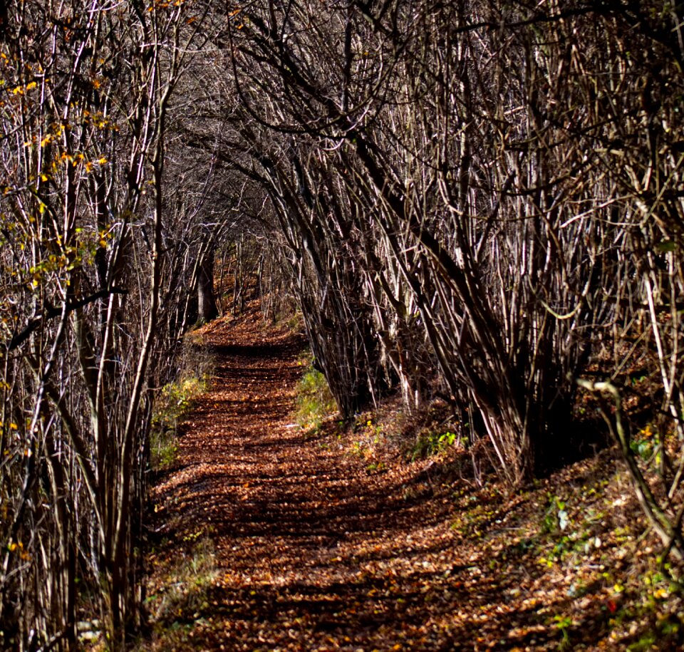 Nature path landscape