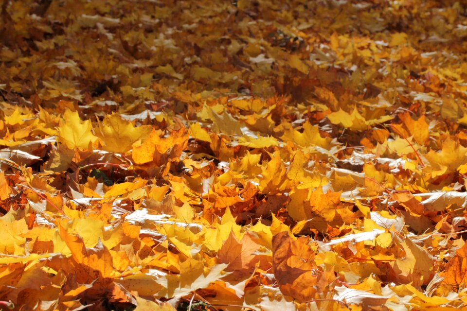 Colorful fall leaves fall color