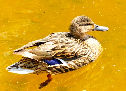 Pond water park animals photo