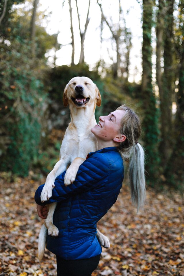 Portrait puppy labrador