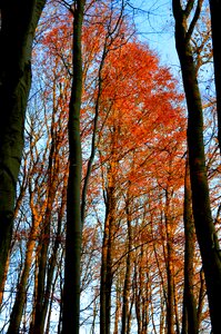 High tree trunks autumn mood photo