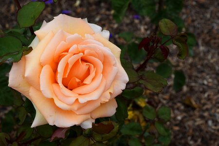 Sweetness garden
