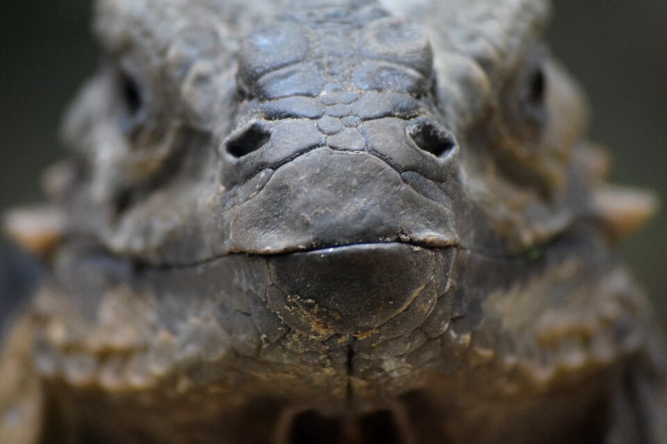 Komododrache varanus animal