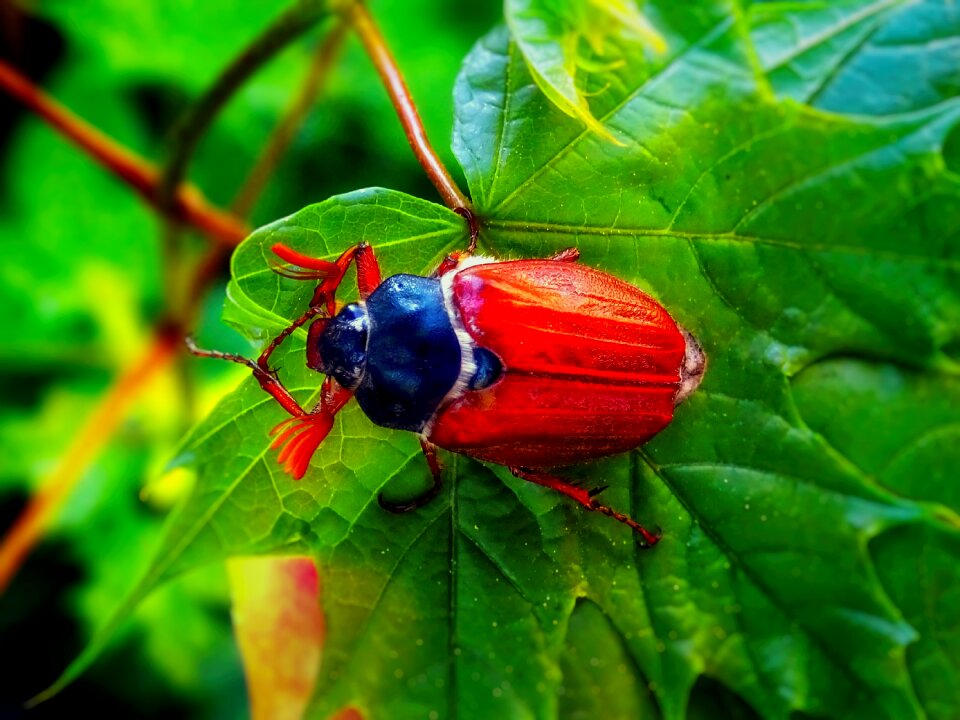 Spring herbivores flight insect photo