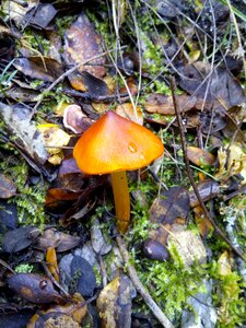 Autumn moisture moss