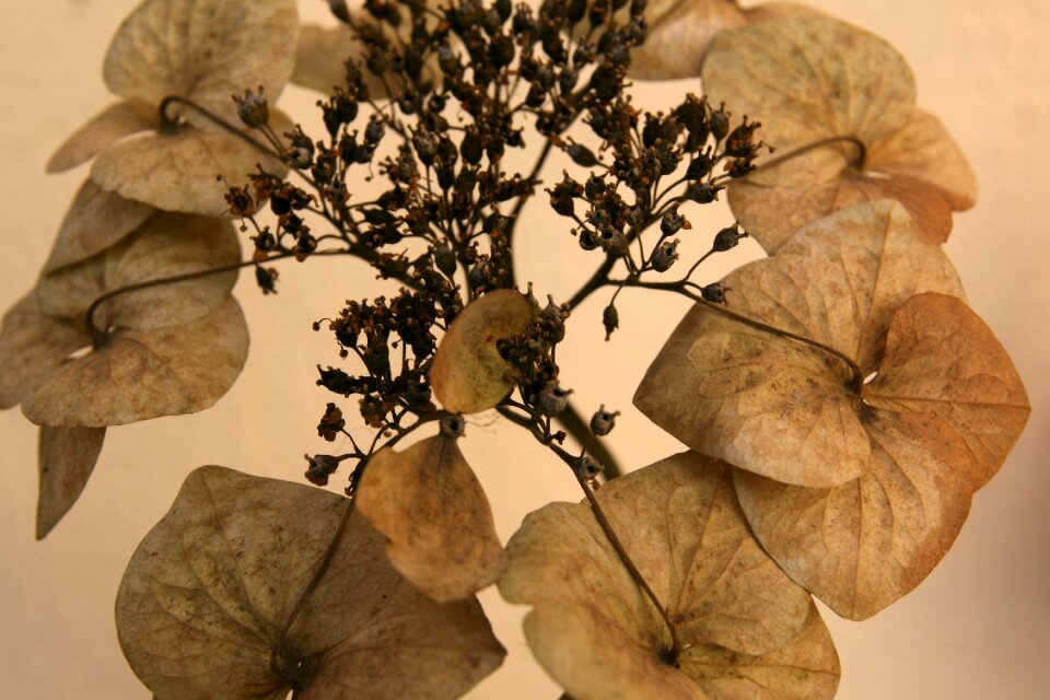 Trockenblume faded dried