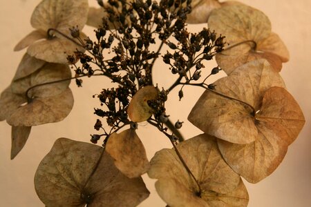 Trockenblume faded dried photo