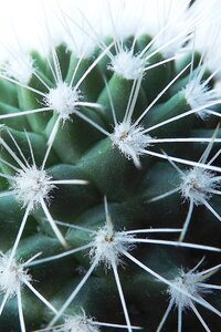 Cactus flora desert