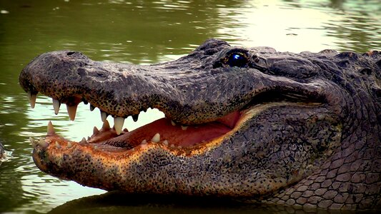 Everglades florida usa