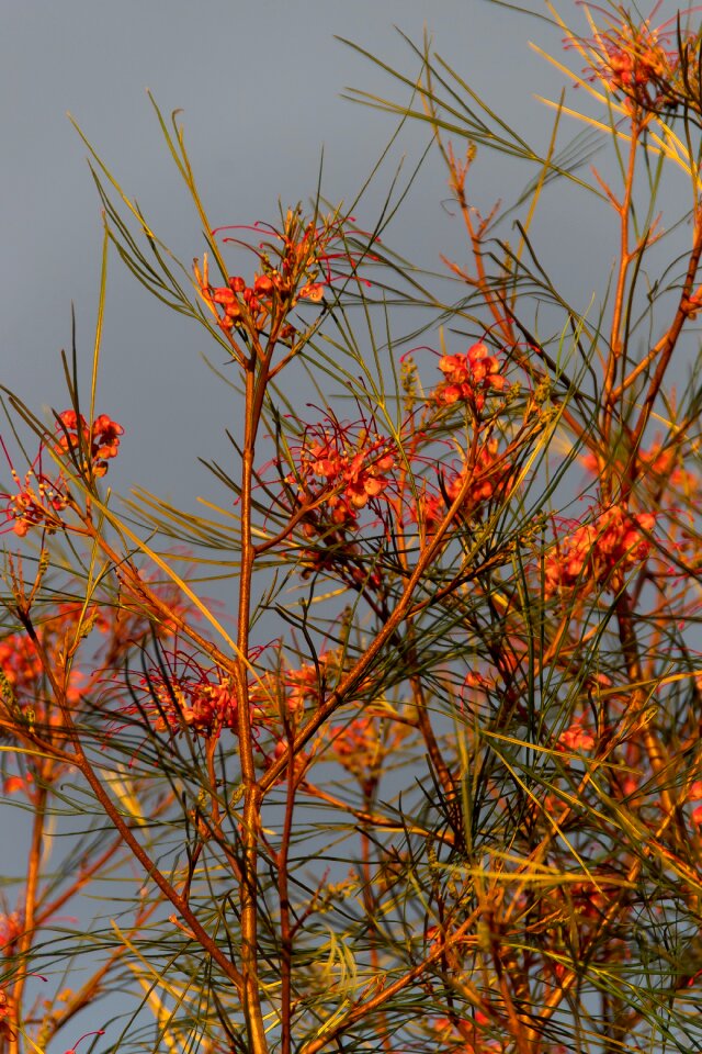 Australian native pink