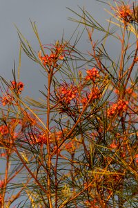 Australian native pink