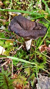 Trumpet mushrooms nature autumn